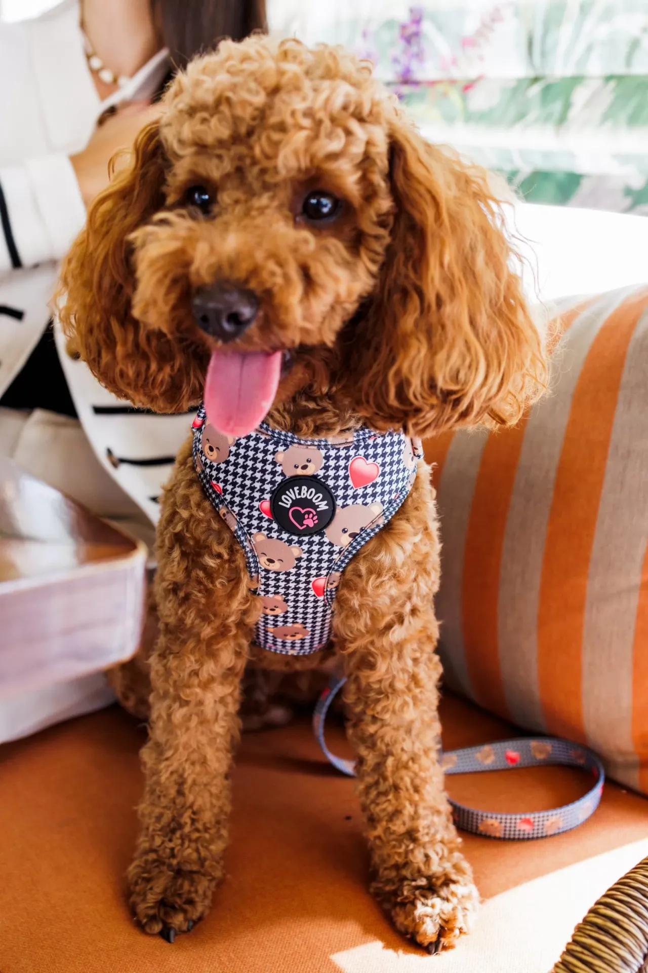 Σαμαράκι Elegant Bear XXS