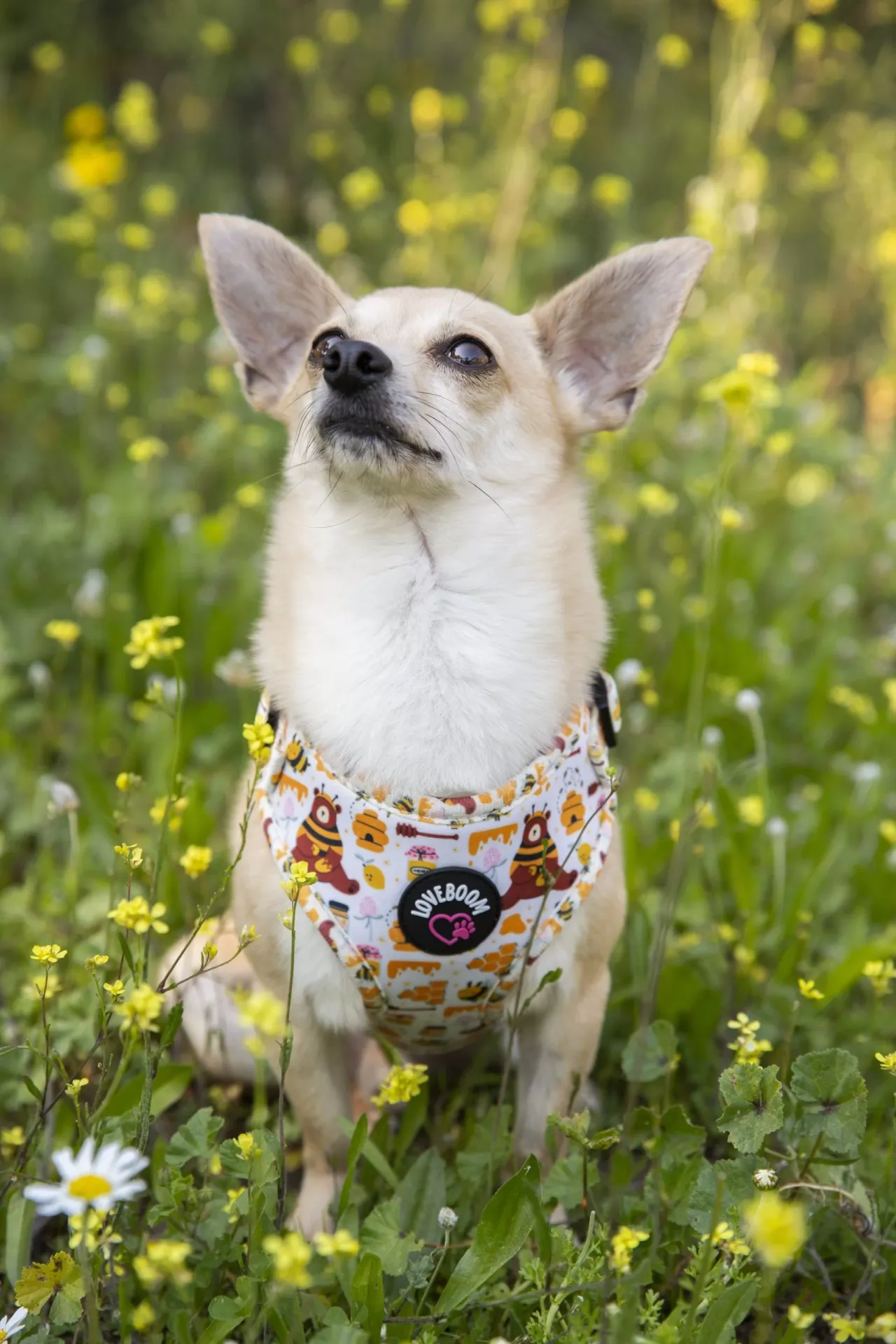 Σαμαράκι Bee Small