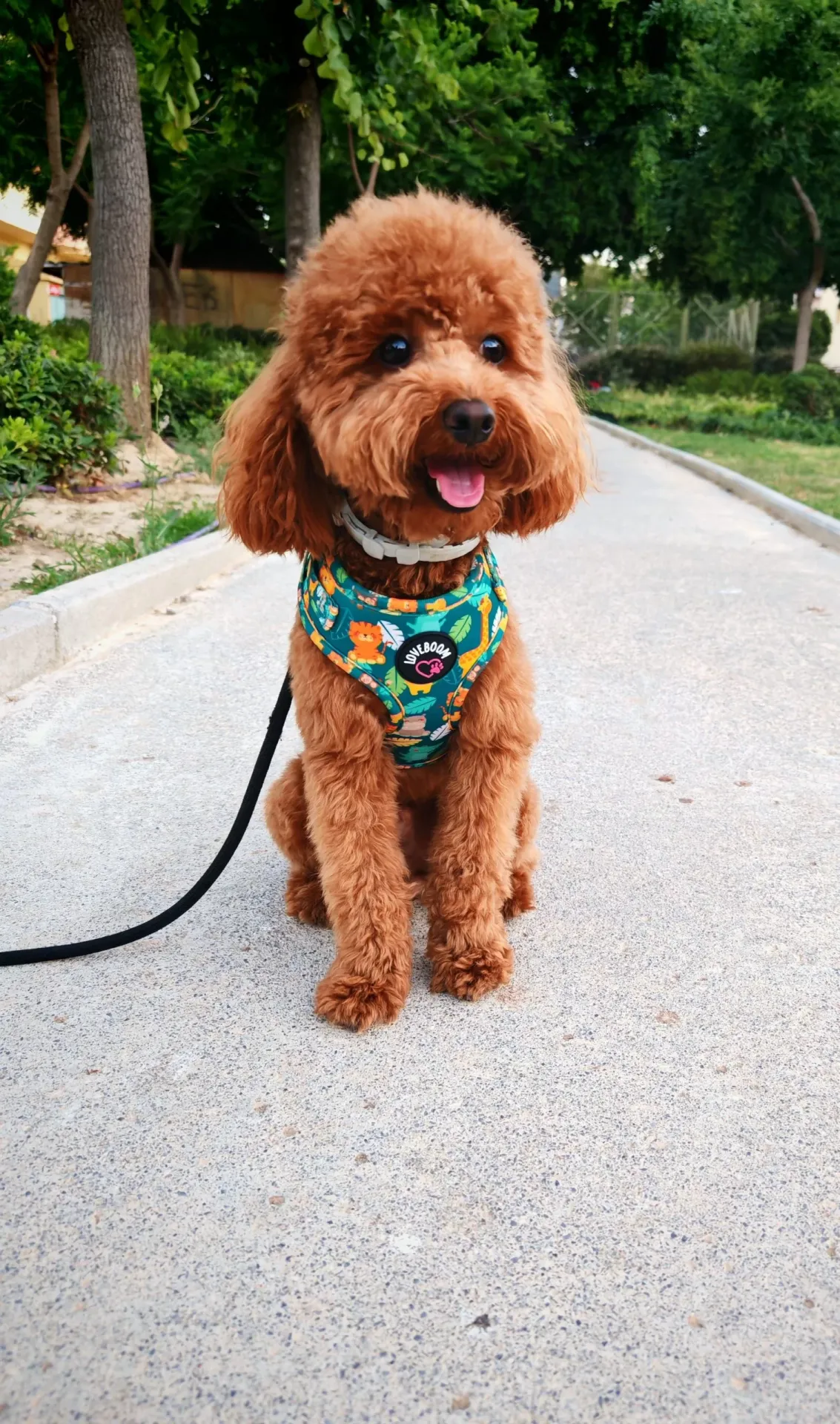 Σαμαράκι Jungle animals Small