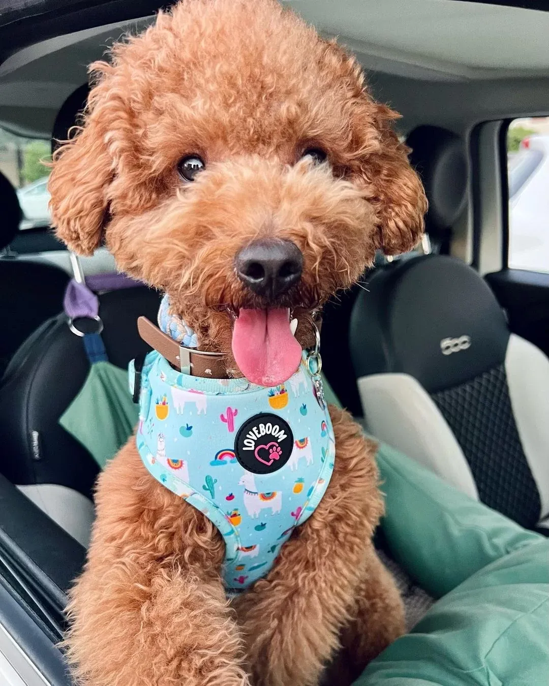 Σαμαράκι Alpaca Small