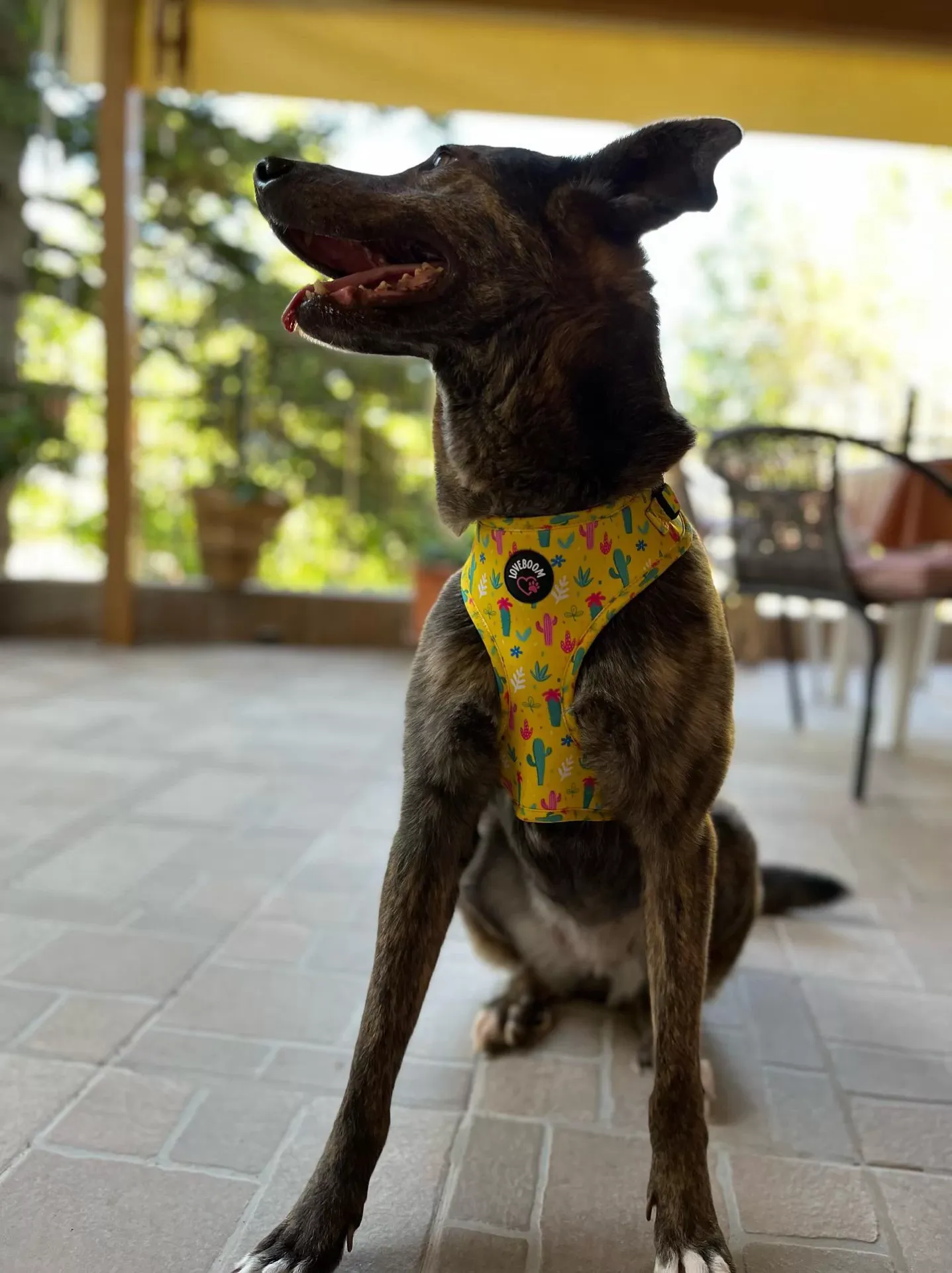 Σαμαράκι Cactus Small