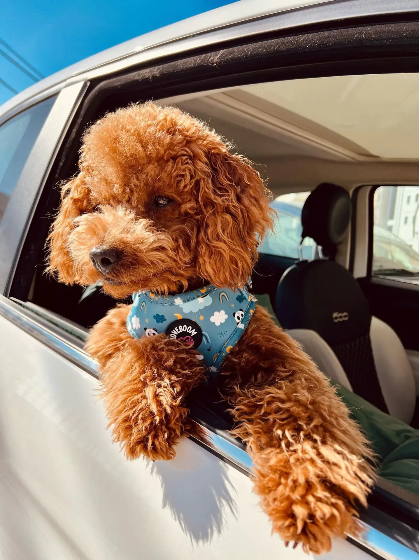 Σαμαράκι Panda XS