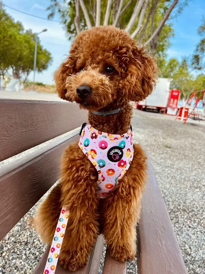 Σαμαράκι Donuts Small