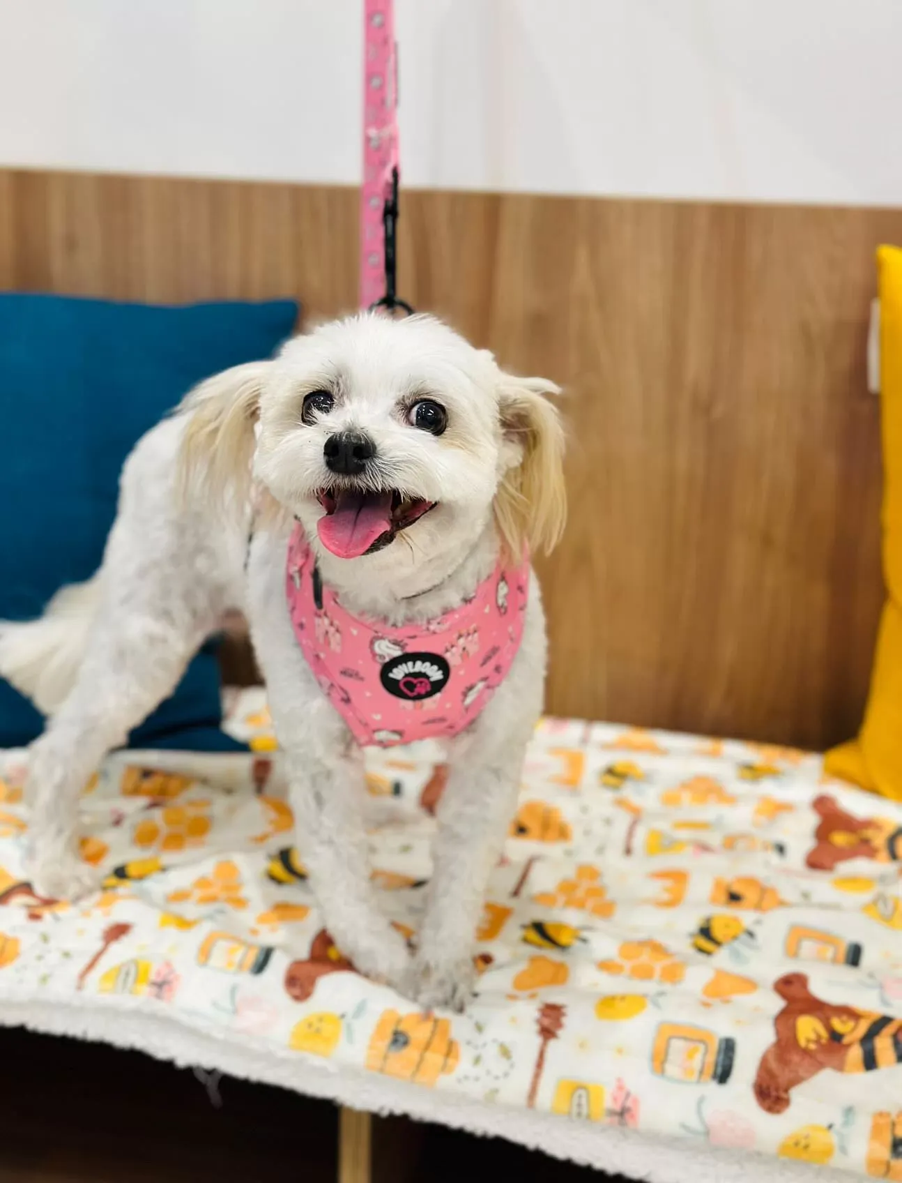 Σαμαράκι Unicorn Small